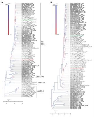 Differences in Highly Pathogenic H5N6 Avian Influenza Viral Pathogenicity and Inflammatory Response in Chickens and Ducks